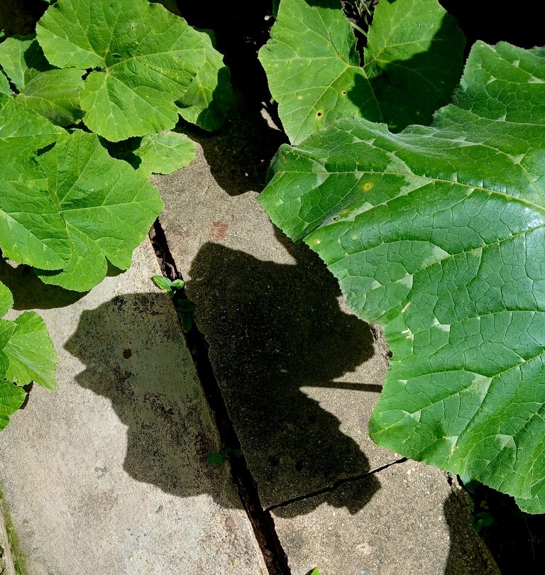 20250616_104813.jpg