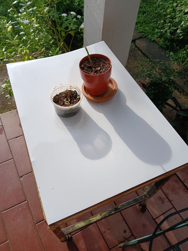 20250623_173443.jpg