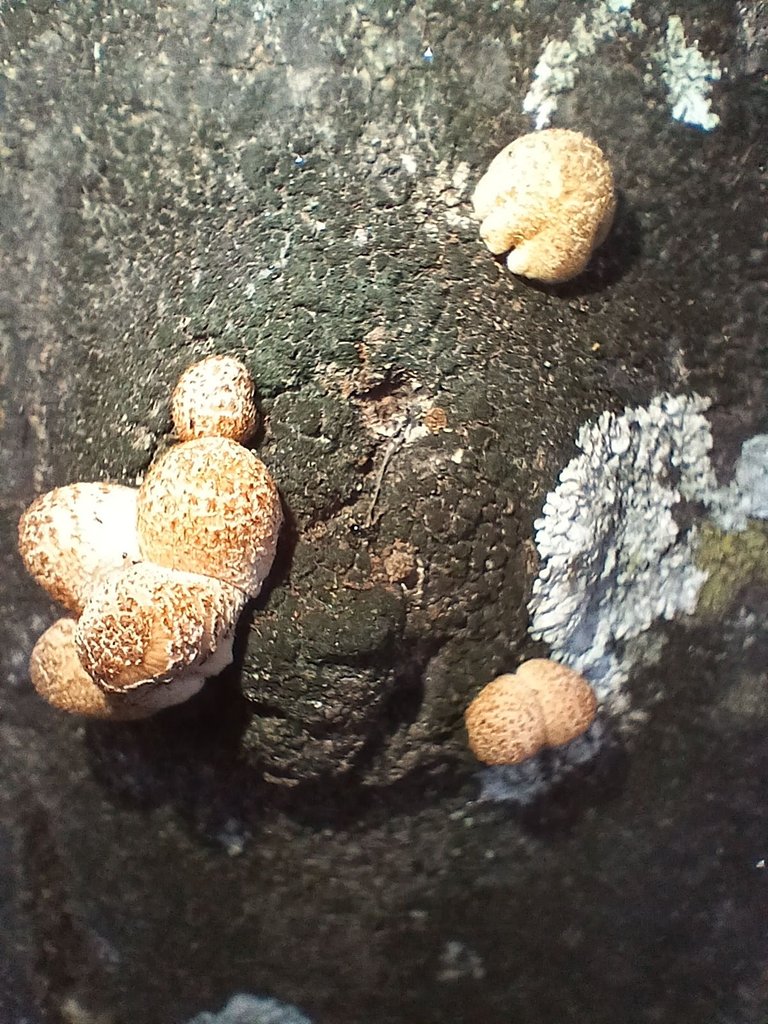 20250711_175123.jpg