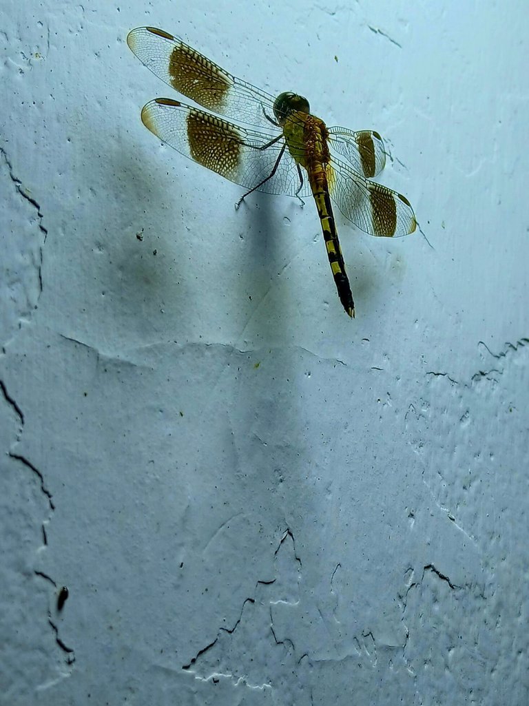 20250702_192904.jpg