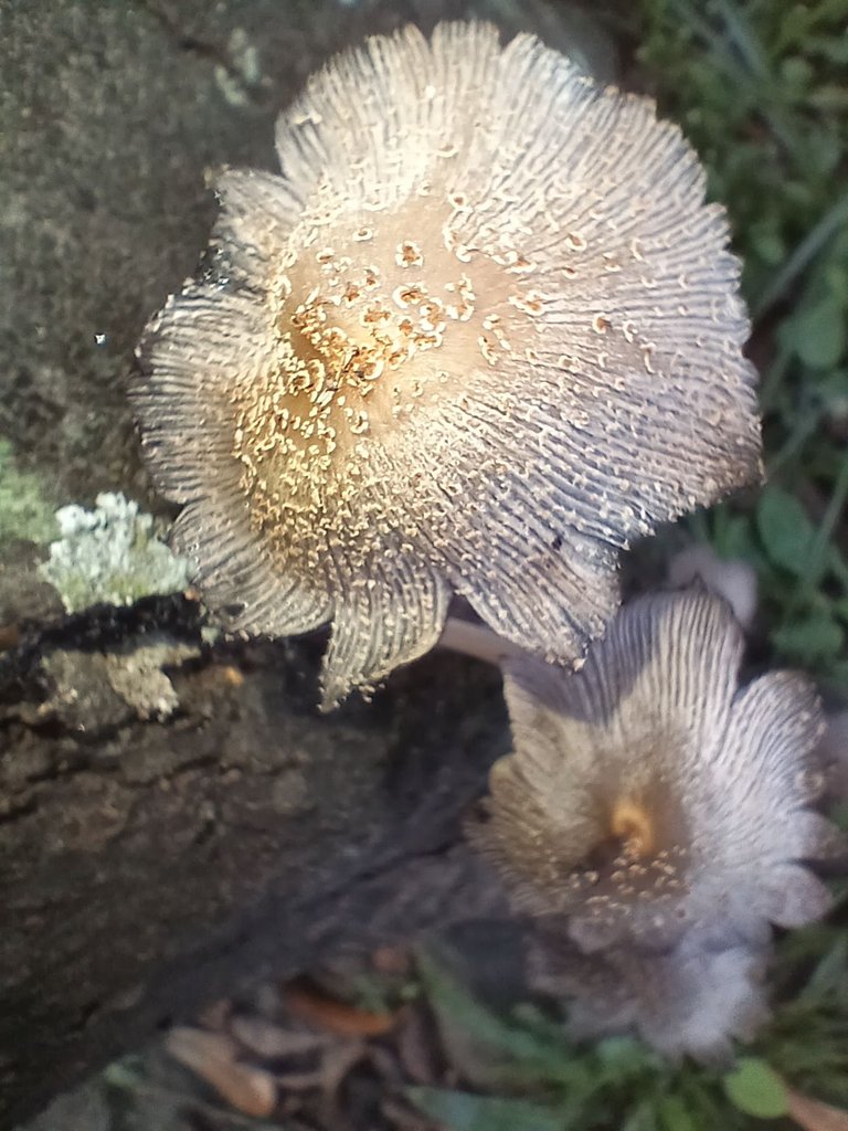 20250611_080334.jpg