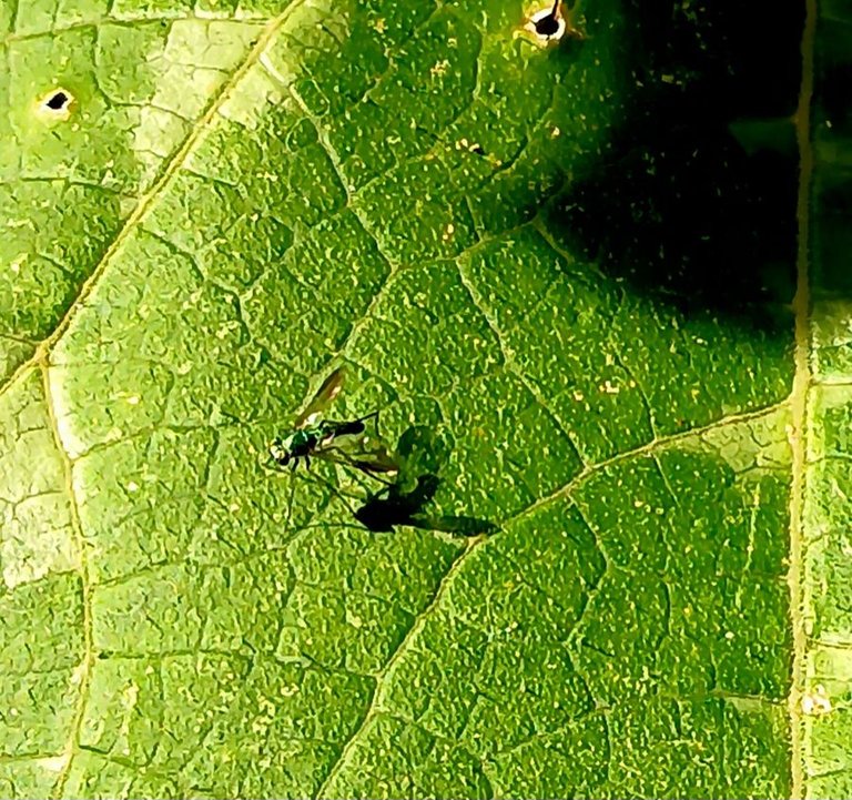 20250630_170459(1).jpg