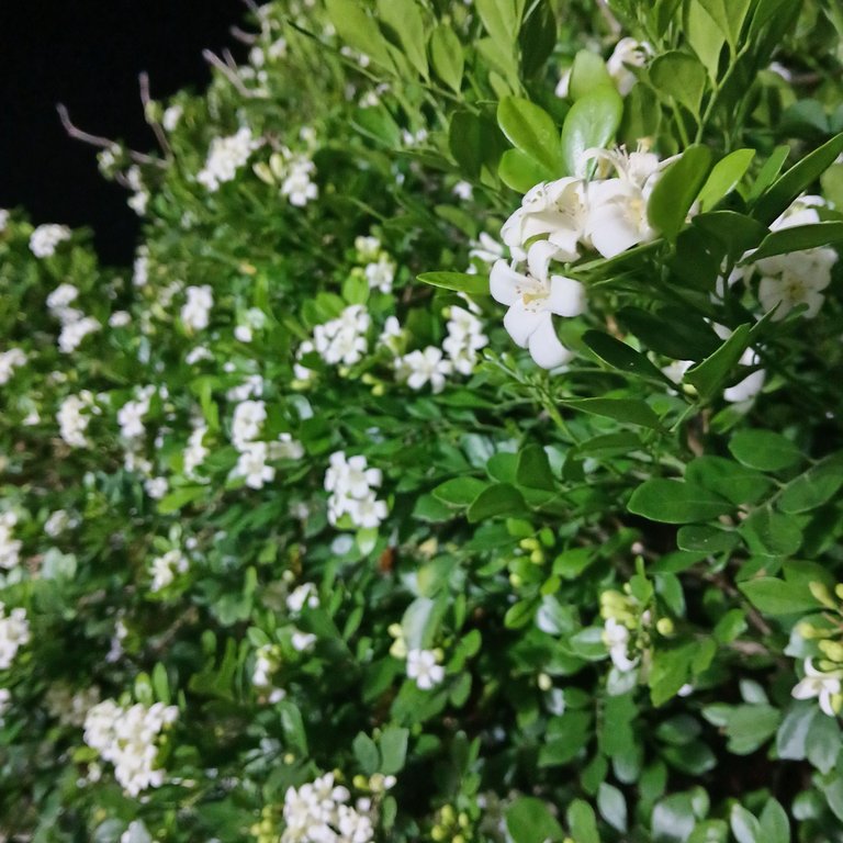 20250502_194917.jpg