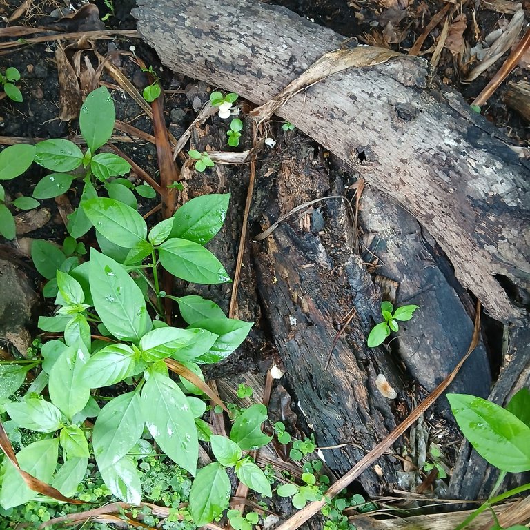 20250507_083443.jpg