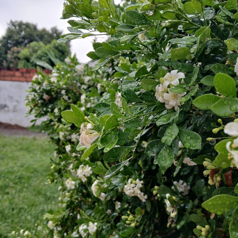 20250503_071127.jpg