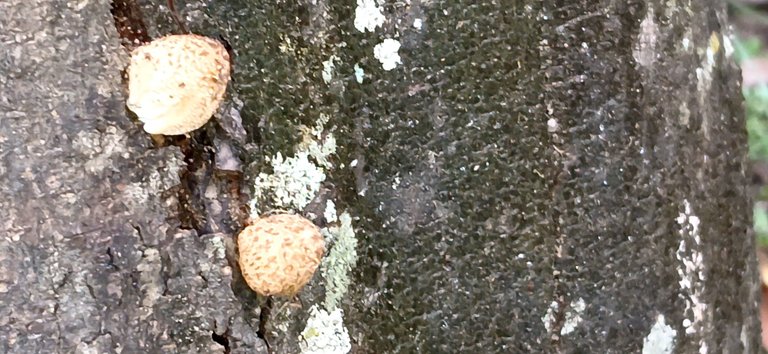 20250711_175234.jpg