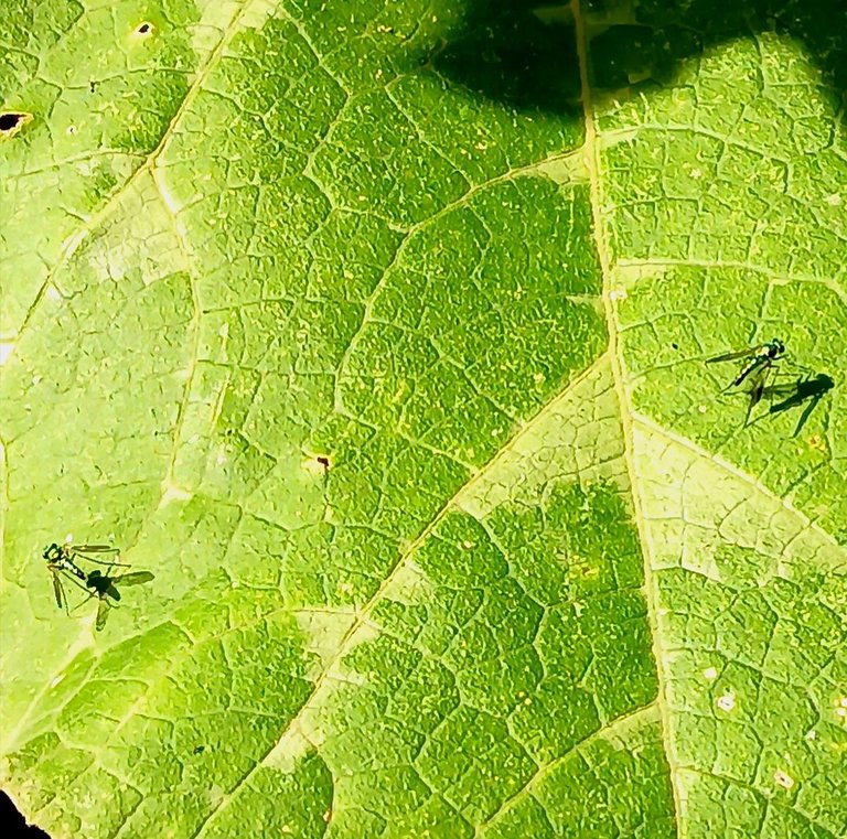 20250630_170518.jpg