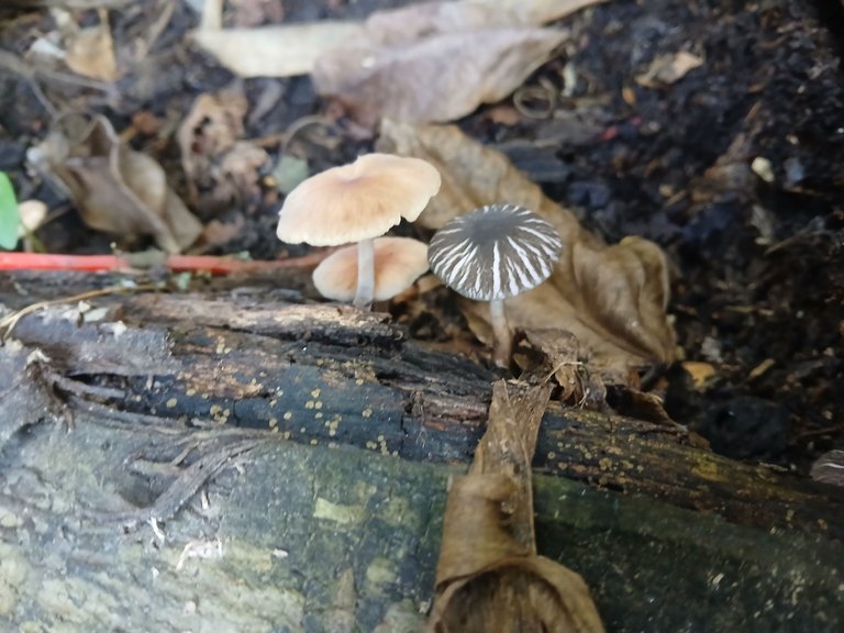 20250803_073443.jpg