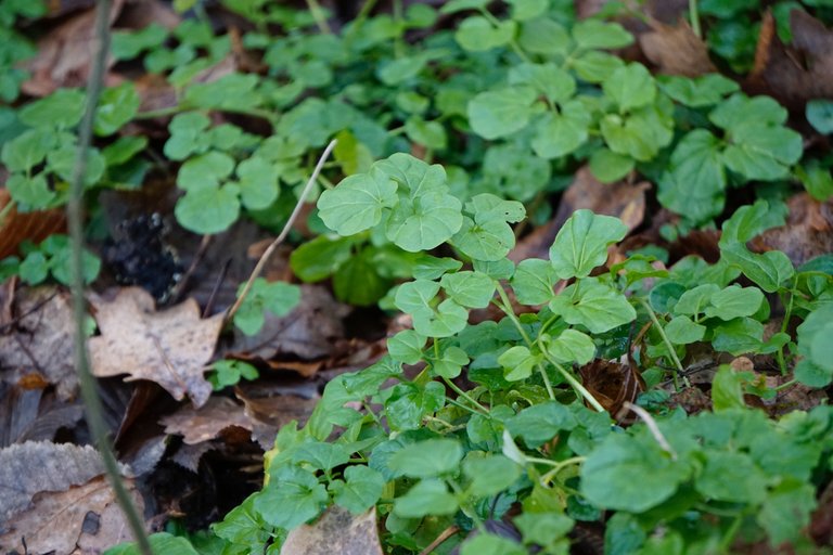 _DSC1767.JPG