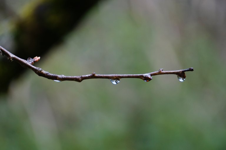 _DSC4504.JPG