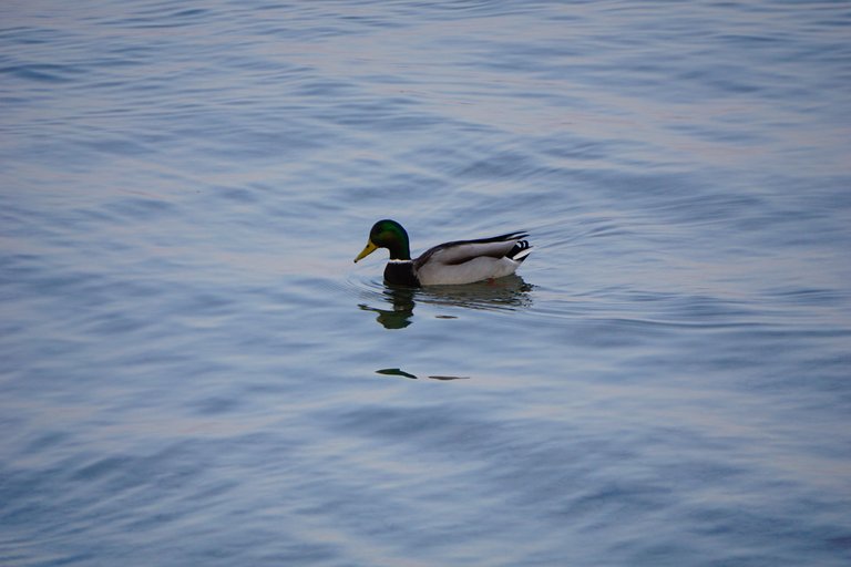 _DSC3510.JPG