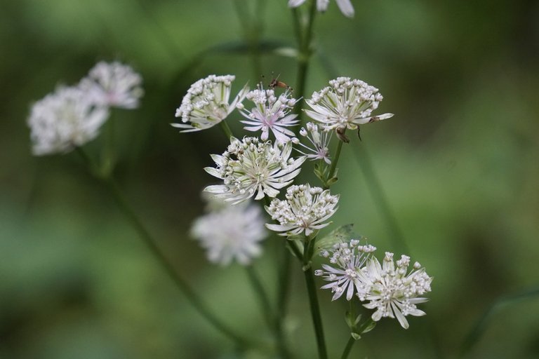 _DSC9392.JPG