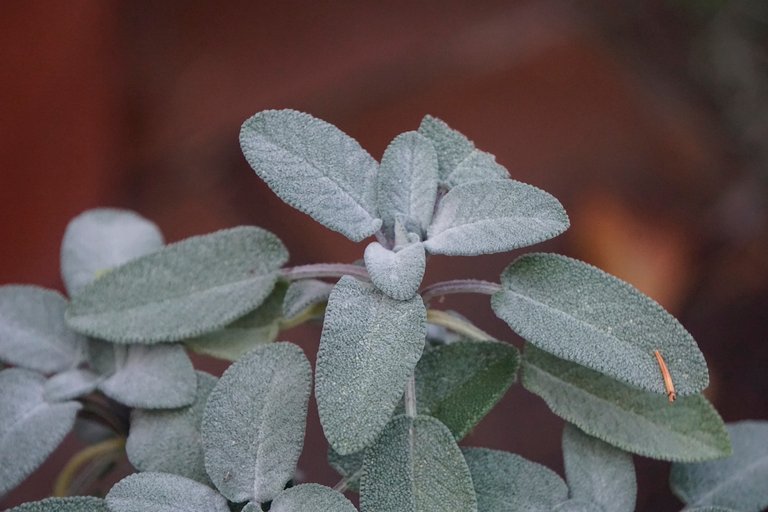 _DSC3753.JPG