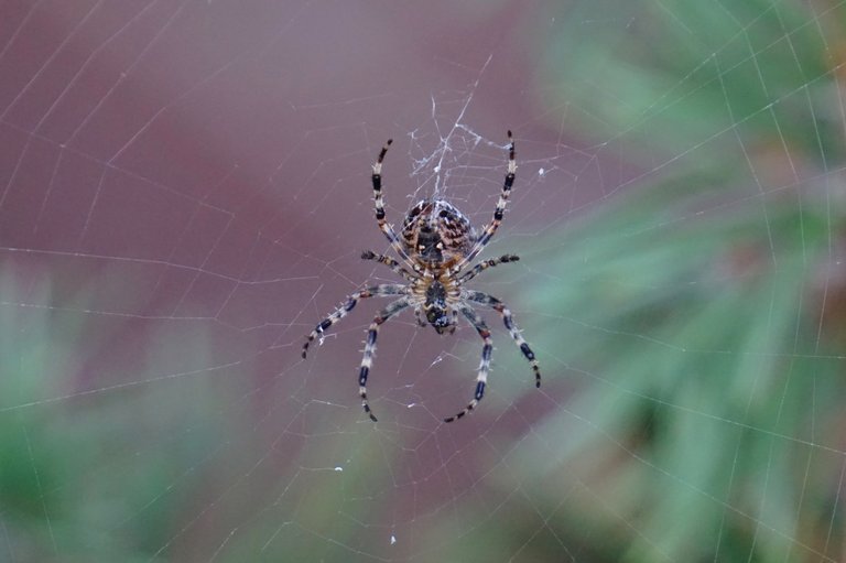 _DSC2093.JPG