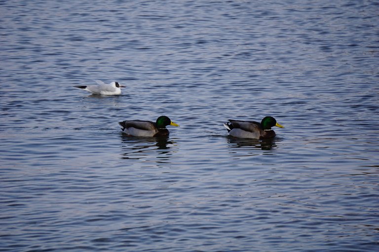 _DSC3445.JPG