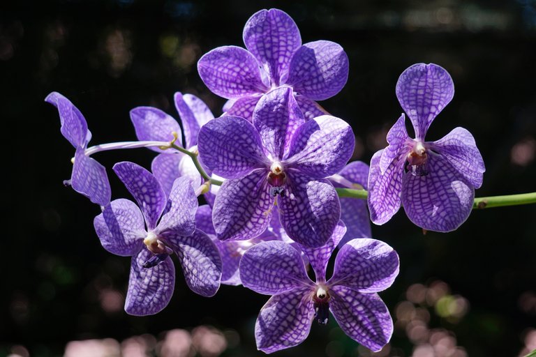 Visiting Bai Orchid & Butterfly Farm