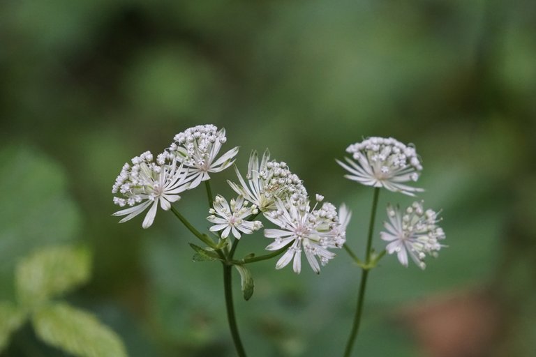 _DSC9407.JPG