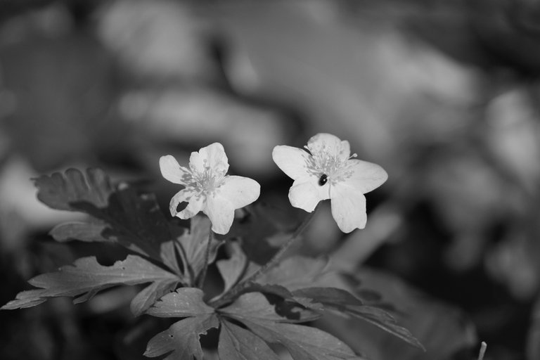 _DSC5300.JPG