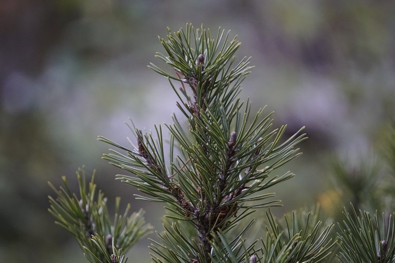 _DSC3722.JPG