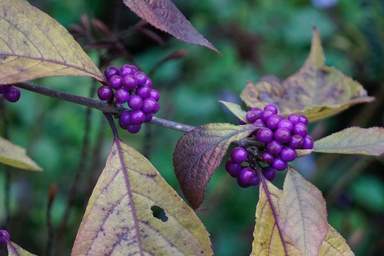 _DSC3306 2.JPG