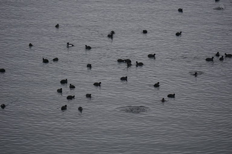 _DSC6505.JPG