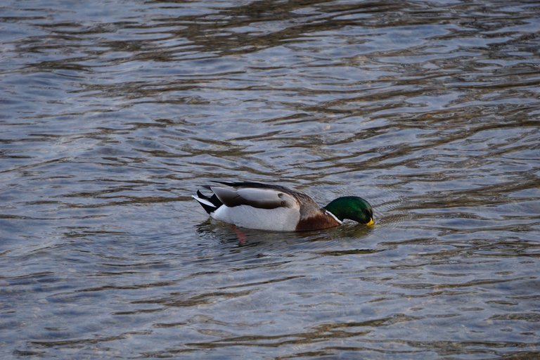_DSC3442.JPG