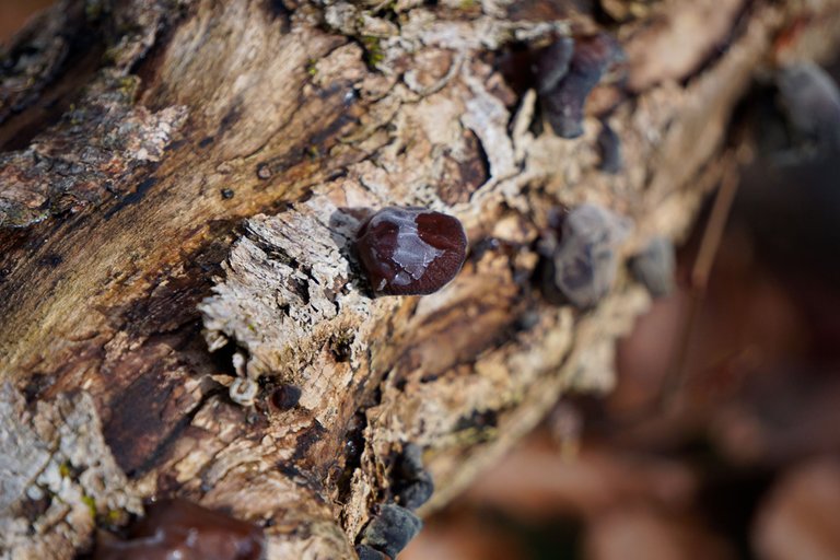 _DSC1461.JPG