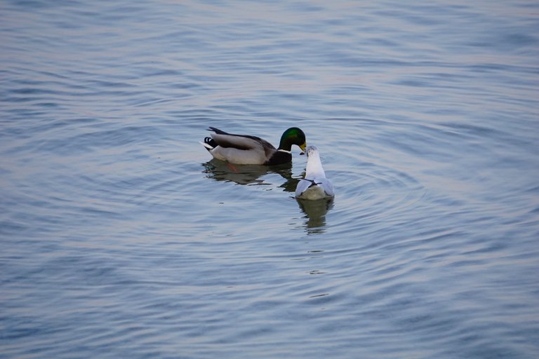 _DSC3514.JPG