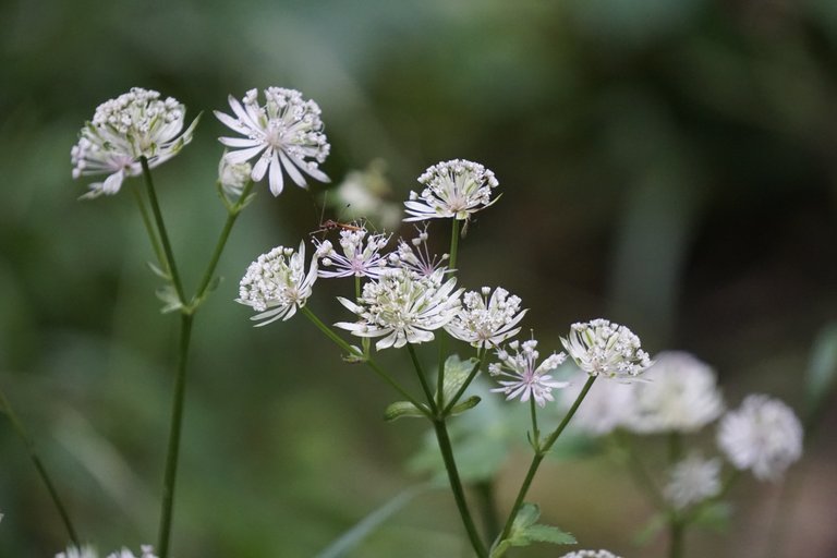 _DSC9399.JPG
