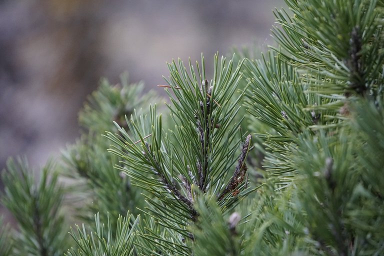 _DSC3724.JPG