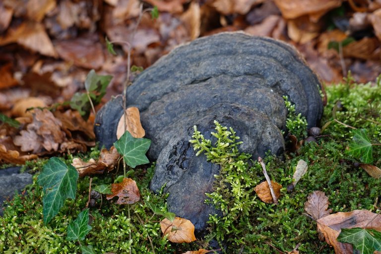 _DSC1704.JPG