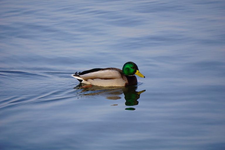 _DSC3463.JPG
