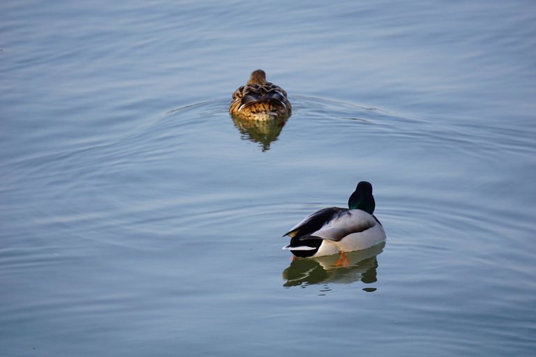 _DSC3503.JPG