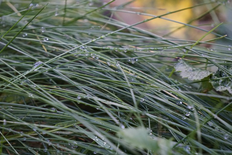 _DSC3043.JPG