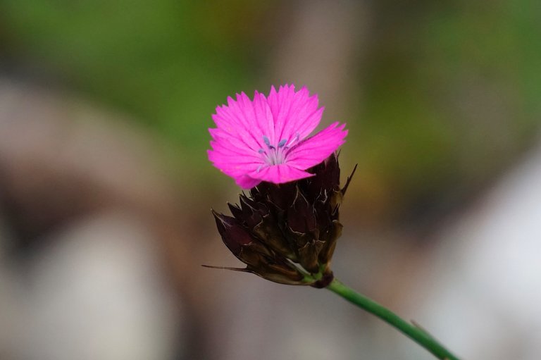 _DSC5640 2.JPG