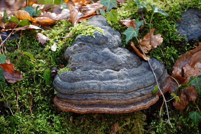 _DSC1696.JPG
