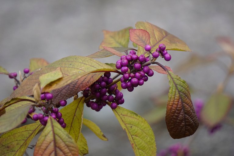 _DSC3310 2.JPG