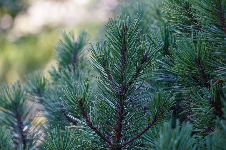 _DSC2957 3.JPG