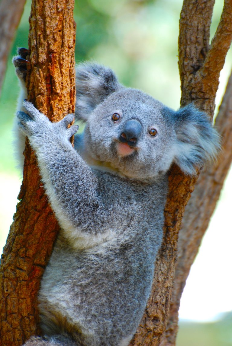 koala.jfif