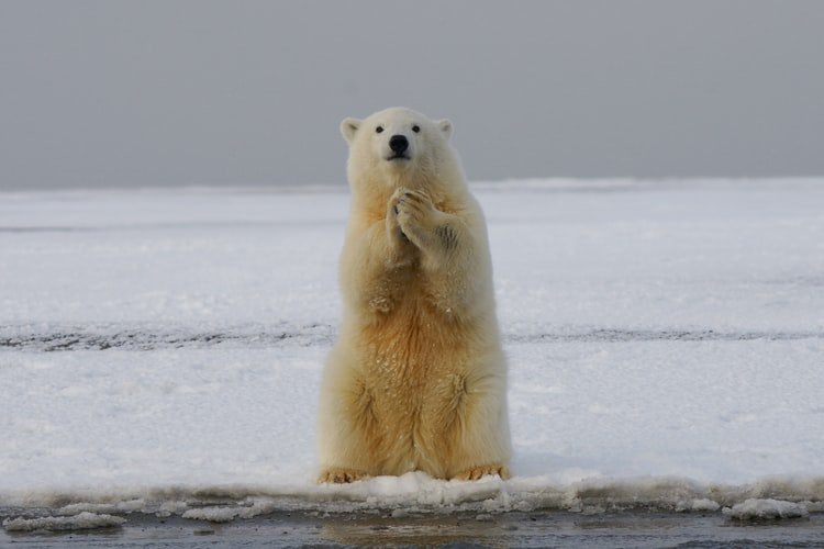 oso polar.jfif
