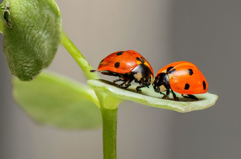 Two Little Beautiful Ladybirds @Amazing Nature