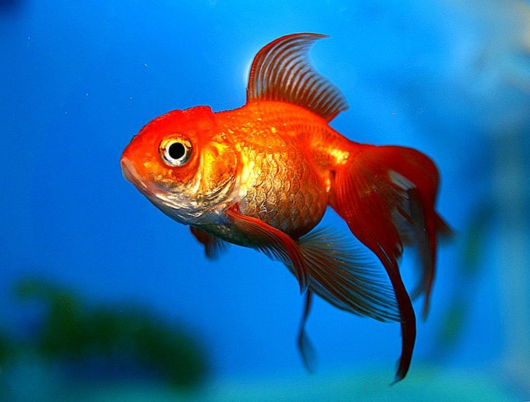 how-to-care-for-goldfish-3.jpg