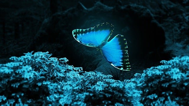 butterfly-gfd3985052_640.jpg