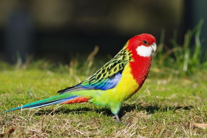 rosella-parrots-content-at-home_1.jpg