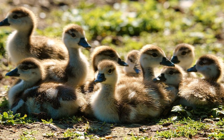 little-ducklings-farm-cute-animals-ducks-little-fluffy-ducks.jpg