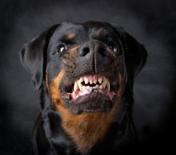 depositphotos_9093698-stock-photo-dog-of-breed-rottweiler.jpg