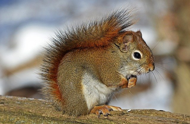 red-squirrel-570936_640.jpg