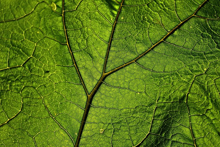 plantas1 butterbur-3469942_1920.jpg