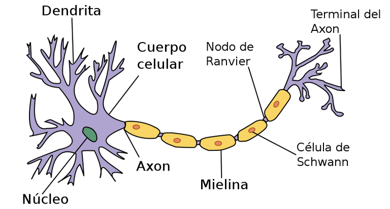 Neurona.svg.png