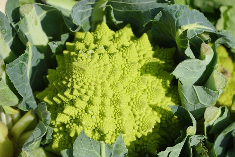 Rom 2 romanesco-318157.jpg